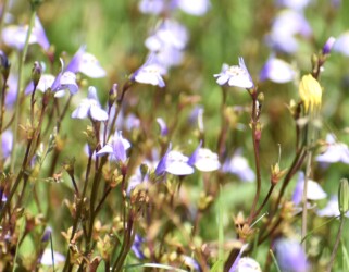 ムラサキサギゴケかな?