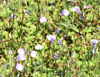 ムラサキサギゴケかな?