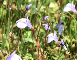 ムラサキサギゴケかな?