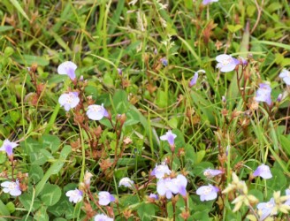 ムラサキサギゴケかな?