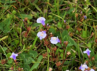 ムラサキサギゴケかな?