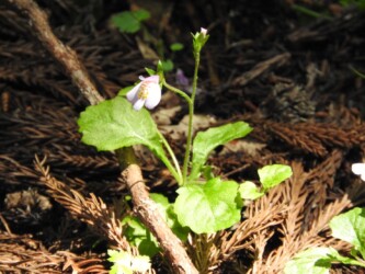 ムラサキサギゴケかな?