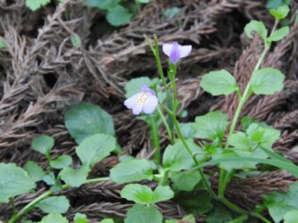 ムラサキサギゴケかな?