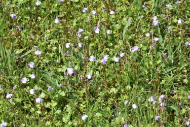 群生するムラサキサギゴケ