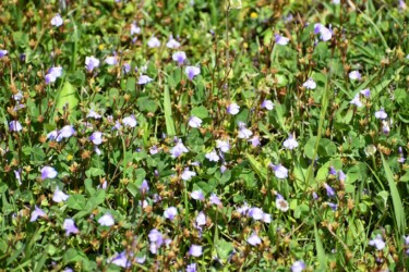 群生するムラサキサギゴケ