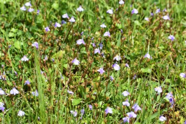 群生するムラサキサギゴケ