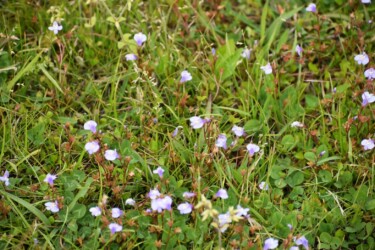 群生するムラサキサギゴケ