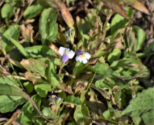 トキワハゼかな?(10月)