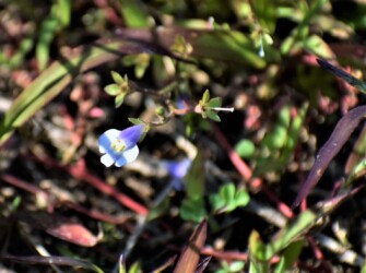 トキワハゼかな?(10月)