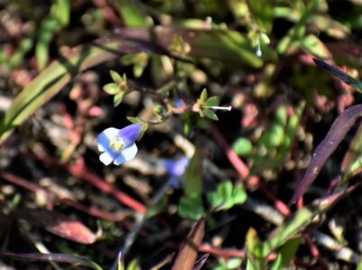 トキワハゼかな?(10月)