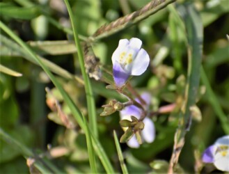 トキワハゼかな?(10月)