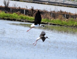 一昨年のセイタカシギ