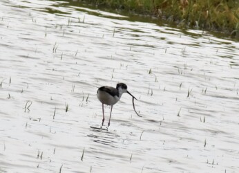 一昨年のセイタカシギ