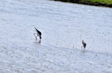 一昨年のセイタカシギ