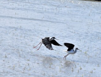 一昨年のセイタカシギ