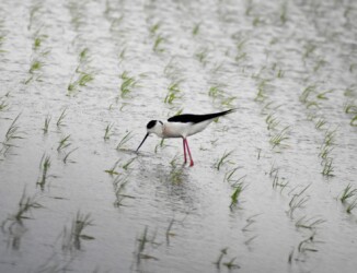 今年のセイタカシギ