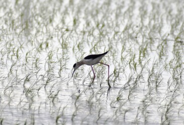 今年のセイタカシギ