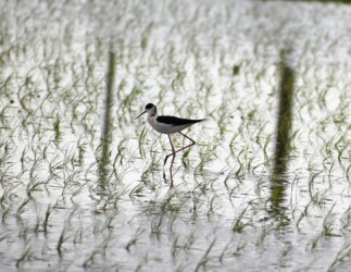今年のセイタカシギ