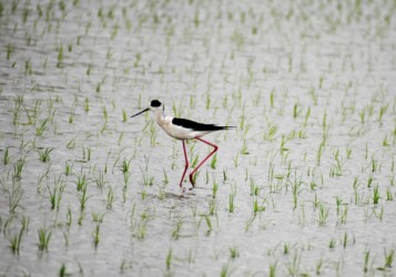 今年のセイタカシギ