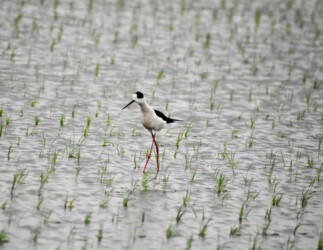 今年のセイタカシギ