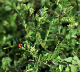 ナナホシテントウとその幼虫