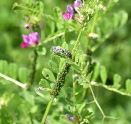 ナナホシテントウとその幼虫