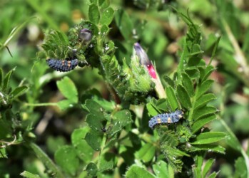 ナナホシテントウとその幼虫