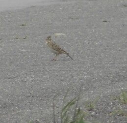 地上で囀るヒバリ