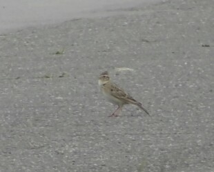 地上で囀るヒバリ
