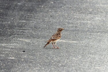 見かけたヒバリ