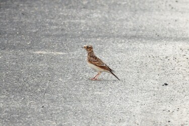 見かけたヒバリ
