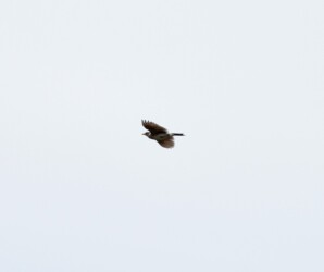 飛翔中のヒバリ