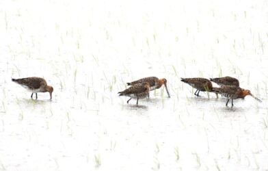 今年見かけたオグロシギ?