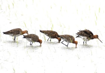 今年見かけたオグロシギ?