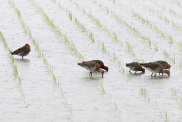 今年見かけたオグロシギ?