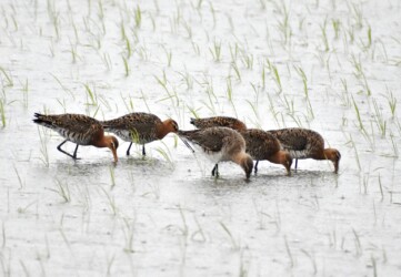 今年見かけたオグロシギ?