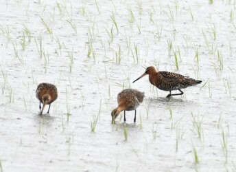 今年見かけたオグロシギ?