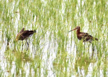 昨年見かけたオグロシギ(羽を逆立てる)