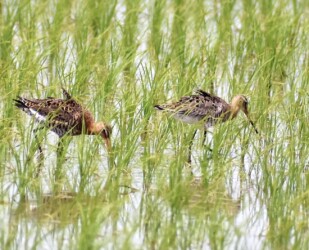 昨年見かけたオグロシギ(羽を逆立てる)