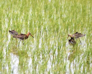 昨年見かけたオグロシギ(羽を逆立てる)