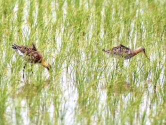 昨年見かけたオグロシギ(羽を逆立てる)