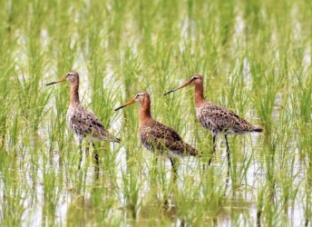 昨年見かけたオグロシギ(羽を逆立てる)