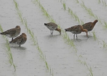 羽繕いするオグロシギと隣は休憩中