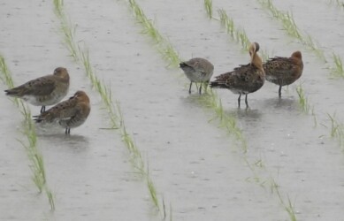 羽繕いするオグロシギと隣は休憩中