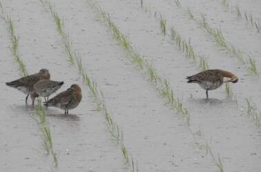 羽繕いするオグロシギと隣は休憩中