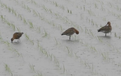 羽繕いするオグロシギと隣は休憩中