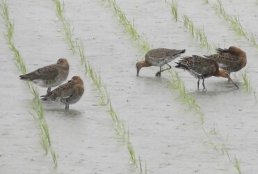 羽繕いするオグロシギと隣は休憩中