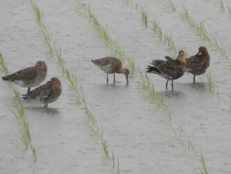 羽繕いするオグロシギと隣は休憩中