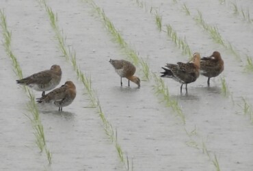 羽繕いするオグロシギと隣は休憩中