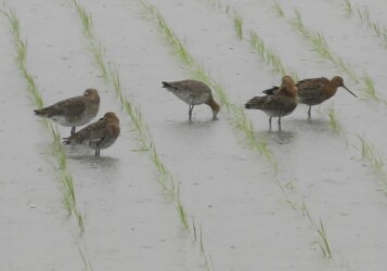 羽繕いするオグロシギと隣は休憩中